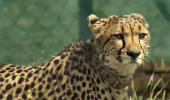 All cheetahs in good health, experts keep close watch