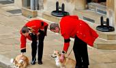 The Royal Corgis Await The Queen