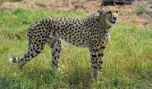 The Great Cheetah Tamasha