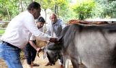 Lumpy disease: UP bans cattle trade with 4 states