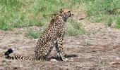 Kuno cheetah strays into nearby village