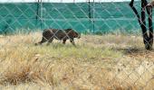 Escaped cheetah back in MP park, another still on run