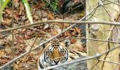 Tiger count drops in Western Ghats: Report