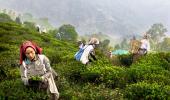 SEE: Where Darjeeling Tea Comes From