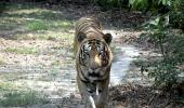 Night curfew in 25 U'khand villages as tiger kills 2