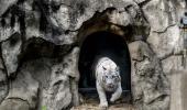 Meet Delhi's White Tiger Family