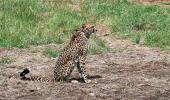 After 2 deaths, MP seeks another site for cheetahs