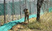 Cheetah Asha strays out of Kuno national park again