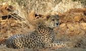 One more cheetah dies at Kuno, 9th fatality since March