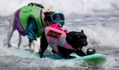 Seen The World Dog Surfing Championships?