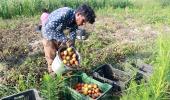 Will Kashmiri Tomatoes Bring Prices Down?