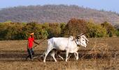 Maha's Yavatmal sees 5 farmer suicides in 3 days