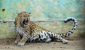 Leopard that terrorised Bengaluru for 5 days shot dead