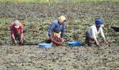 K'taka minister's shocker: Farmers wish for drought