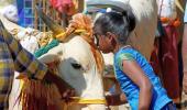 Celebrate 'Cow Hug Day' on Feb 14: Govt