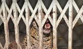 SEE: When A Leopard Appeared In Court