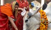 No 'cow hug day' on Feb 14, says animal welfare board