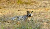 12 cheetahs from South Africa en route to India