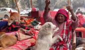 Meet Delhi's 'Dog Amma'