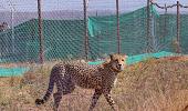 India welcomes more 12 cheetahs; count rises to 20