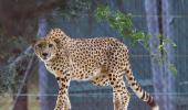 Don't make shifting cheetahs a prestige issue: SC