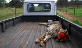 Cheetah deaths: Worst still to come, says expert