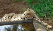 Govt sets up 11-man panel to oversee cheetah project