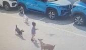 4-yr-old mauled to death by stray dogs in Hyderabad