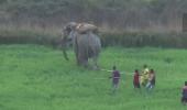 Jumbo tramples 16 to death in 12 days in Jharkhand