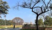 The Tree That Lived For 704 Years