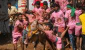 26-yr-old bull tamer gored to death at TN jallikattu