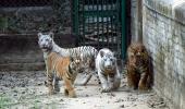 Meet Patna's Four Tiger Cubs