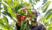 Cherry Harvesting Begins In Kashmir