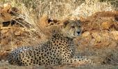 Yet another African cheetah dies in MP, 8th this year