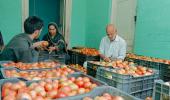 Govt to now sell discounted tomatoes at Rs 80/kg