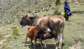 Ban on slaughter of cow progeny: SC refuses to...