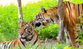 India has 3682 tigers, home to 75% of global numbers