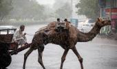 Ship Of The Desert Marooned In The Rain