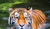 India Lost 30 Tigers In 2 Months