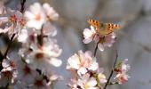 The Beauty of Kashmir in Spring