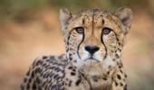 Namibian cheetah dies of kidney ailment in Kuno park