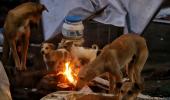 Treating stray dogs with cruelty not acceptable: HC