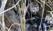 Cheetah from Namibia gives birth to 4 cubs in Kuno