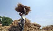 Bihar to 'name and shame' farmers who burn stubble