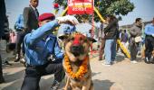 It's Dogs Day Afternoon In Japan, Nepal