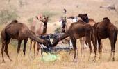 Welcome To The Largest Camel Fair!