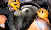 Tunnel rescue: 15m to go, but no progress since Thu