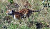 Tiger from Raj enters MP's Kuno, no threat to cheetahs