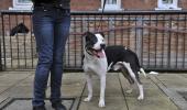 Consider objections to ferocious dogs ban: HC to govt