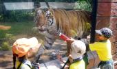Rhino Dies After Tiger Attack in Dudhwa Tiger Reserve